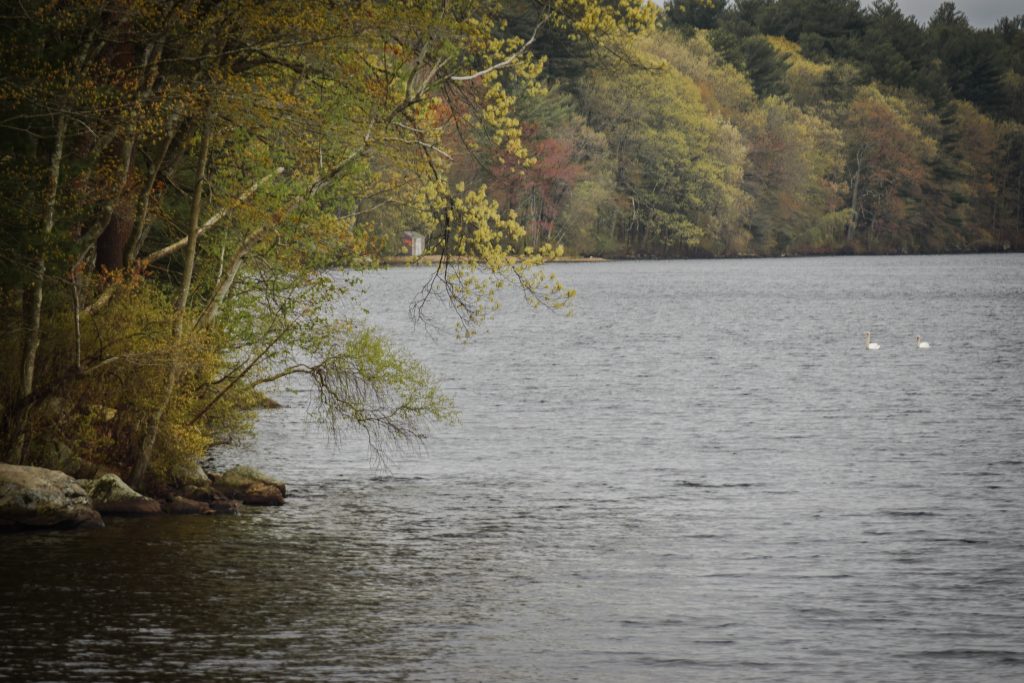 The Consideration of Riparian Environments in Ashland State Park