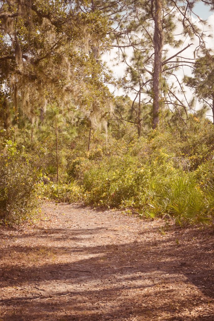 Exploring Florida’s Fire-reliant Ecosystems in Manasota Scrub Preserve