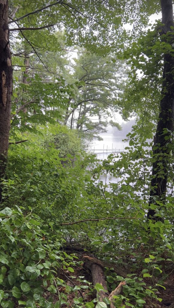 Observing Tree Varieties in Cochituate State Park