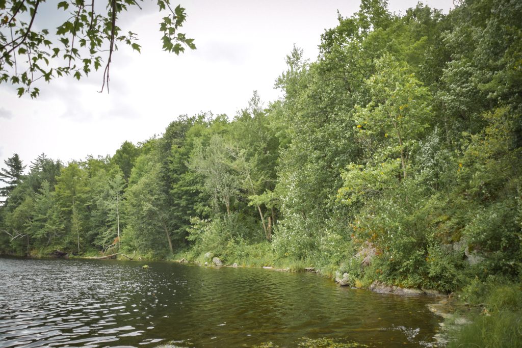 Discovering Forest Mosaics in Upstate New York