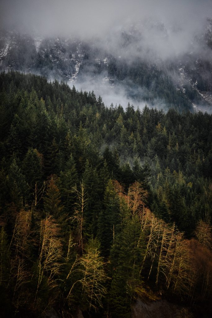 A Fragmented Landscape in Western Washington