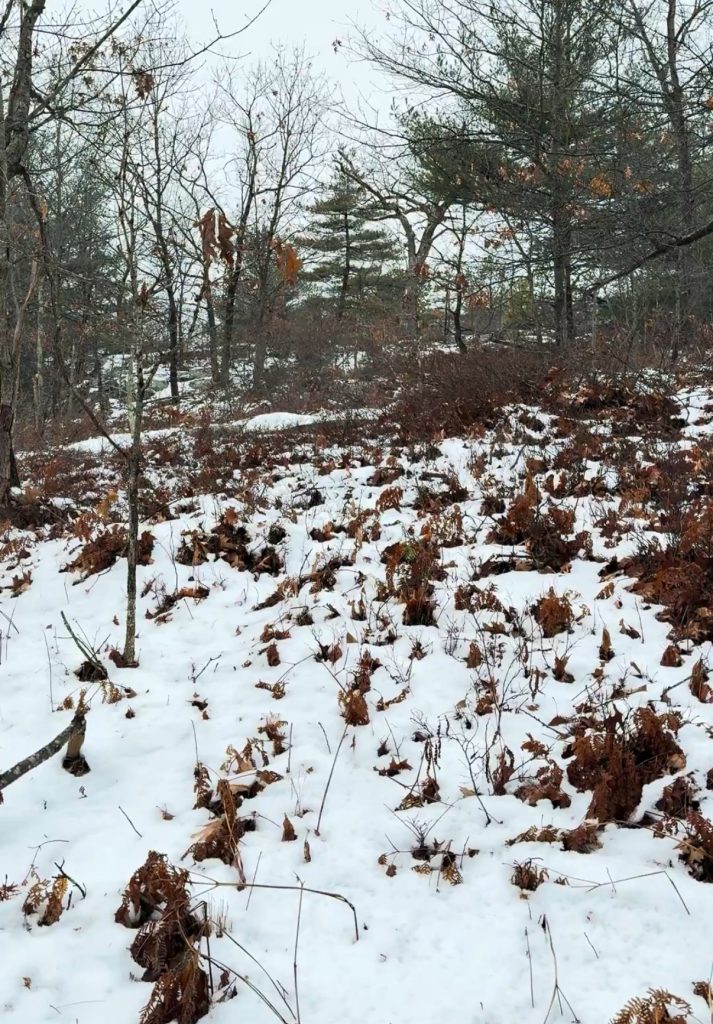 A Surprise Stand of Pitch Pine in Middlesex Fells Reservation